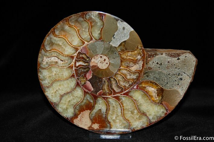 Single Cleoniceras Ammonite #365